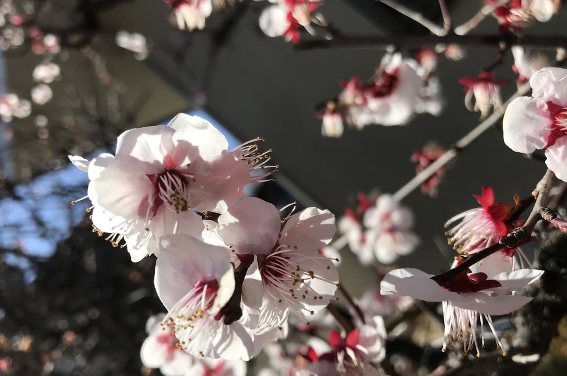 上野の桜